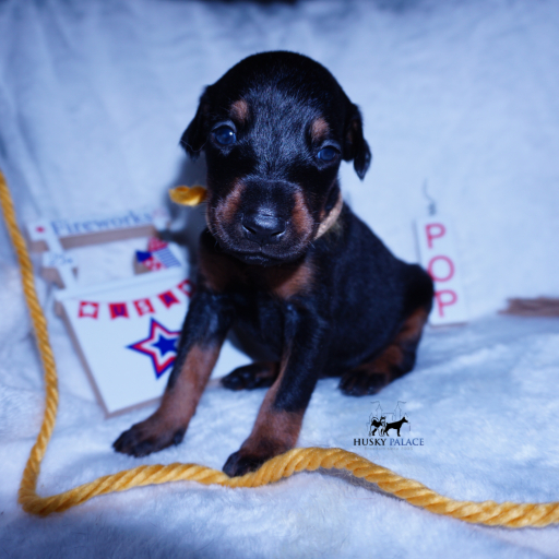 100% Euro AKC Kiyi 10